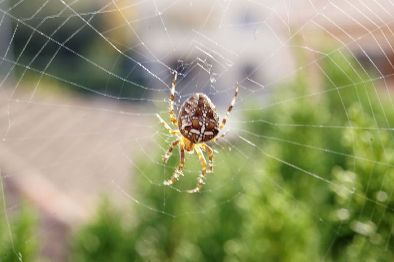 Araneus diadematus